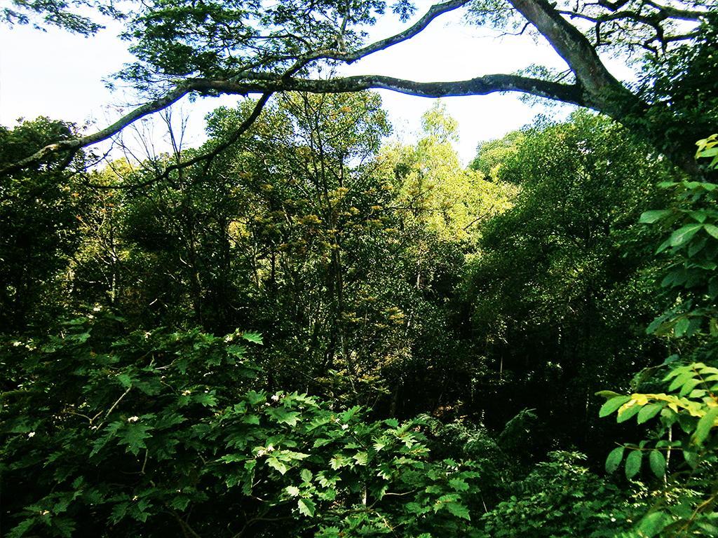 Surrey Bird Sanctuary & Holiday Resort Welimada Dış mekan fotoğraf